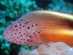 Grumpy hawkfish by Svetoslav Dimitrov 